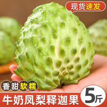 限移动端：三萌果蔬 释迦果新鲜凤梨释迦果广东番荔枝大目林擒佛头热带水果整盒送礼 净2.5-3斤精选果