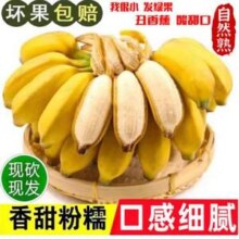 集年鲜 广西香蕉小米蕉 净重 4.5斤
