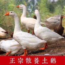 柒岛 白鹅杀后6斤以上