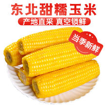 1 莲山九鲜新东北玉米鲜嫩黏甜糯香甜新鲜苞米玉米棒真空包装早餐粗粮 200g*8支装黄色玉米