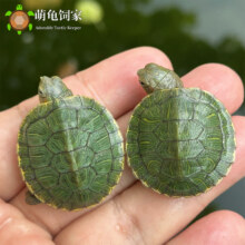萌龟饲家 1只巴西龟