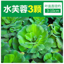 临雅 鱼缸浮萍水草植物活造景耐寒绿植一叶莲水葫芦新手懒人好养免打理
