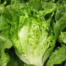 意大利生菜种子 1000粒