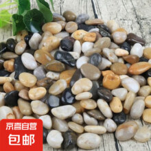 京喜  鹅卵石1斤