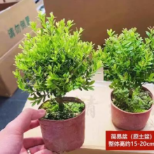 需首单：A级精品小叶赤楠+原生盆+肥料