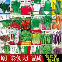 蔬菜菜园盆栽阳台香菜菠菜生菜萝卜蔬菜种籽