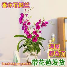 花本花 星雨香 石斛兰盆栽 3苗带1花 带盆栽好