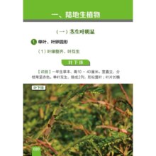 500种野菜野外识别速查图鉴