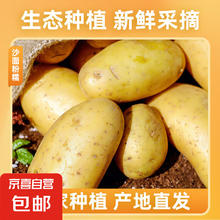 京喜加 新鲜黄心土豆农家自种黄皮马铃薯黄心洋芋新鲜蔬菜 2斤