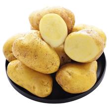 新鲜黄皮黄心土豆新鲜现挖软糯马铃薯地蛋子香甜新鲜优质土豆
