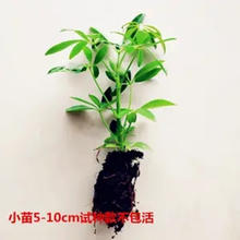 梵花壹木 八方来财 水培小苗1颗