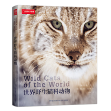 世界野生猫科动物