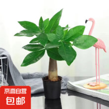 单杆发财树盆栽 1盆*2件