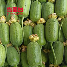 京地达 山东苹果丝瓜 3斤 新鲜蔬菜
