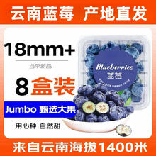 千朵云 新鲜云南蓝莓 8盒装单果18mm+单盒净重100g