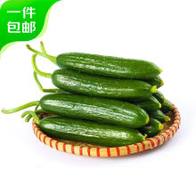京东PLUS：京百味 山东水果黄瓜 净重3斤