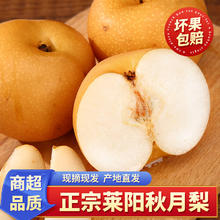 泽华果品 山东莱阳秋月梨脆甜多汁当季新鲜水果整箱龙年盒装 4.5斤 7-9个果 莱阳秋月梨简装