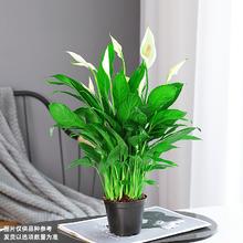 爱你一万年 白掌一帆风顺盆栽水培植物绿萝箩花卉室内花绿植红掌发财树吸甲醛