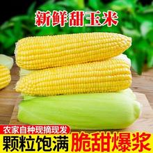 百亿补贴：万户之农 现摘水果玉米新鲜玉米棒子带皮苞米2.8-9斤整箱包邮批发