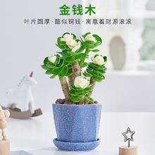 爱你一万年 金钱木老桩多肉植物室内盆栽花卉发财树四季常青好养易活耐旱绿植