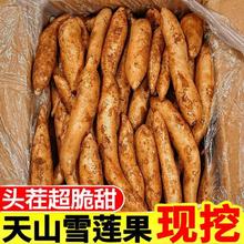 云南特产雪莲果新鲜当季现挖红心云南天山雪莲果优质果实美味营养