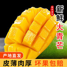 福旺熊 云南青芒玉芒果 精品果净4.5斤 单果250-300g