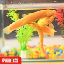 京喜 招财金龙鳅 2条