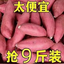 沙地龙九蜜薯红薯新鲜9斤番薯农家现发烤地瓜山芋红薯自种黄心