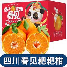 格雷缘 一级果 特大果 单果80MM+ 四川春见耙耙柑 4.5斤装