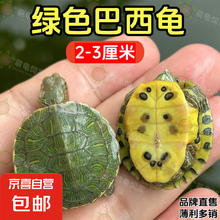 18:10开始：萌龟饲家 呆萌巴西龟 1只 3cm左右
