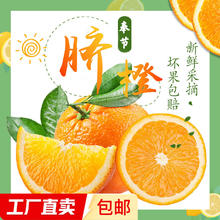 其它 奉节脐橙 4.5斤 70mm