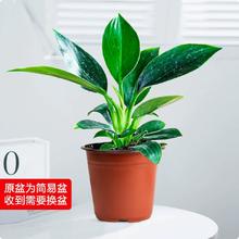 云寒 H0803200209 金钻盆栽 3棵20cm 含盆