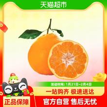 喵满分 四川春见耙耙柑手剥橘子桔子新鲜现摘应季水果整箱