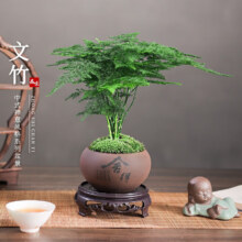 再降价：开时果 文竹盆栽桌面摆件盆景  舍得紫砂盆+苔藓+底座
