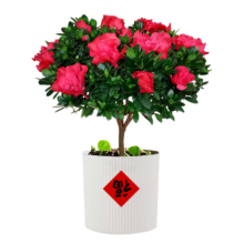 京东百亿补贴、PLUS会员：京东鲜花 杜鹃花苗盆栽带花苞四季开花