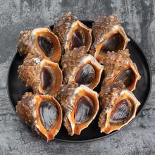 鲜活 大海螺 一斤7-9个