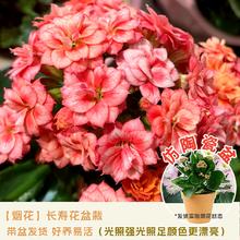 花点时间 精品长寿花 烟花 带花苞 棕色花盆 20厘米