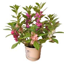 混色凤仙花格桑花500粒+肥料+种植书