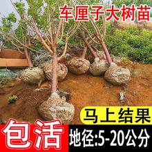 特大车厘子树苗嫁接大樱桃树苗果树南北方种植庭院别墅四季果苗