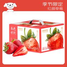 京鲜生 丹东99红颜奶油草莓 1.5kg礼盒装 500g*3盒 大果15-24粒/盒