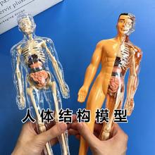 乐丫 人体骨架模型 仿真医学拼装玩具 28cm 单骨架