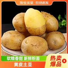 东北新鲜黄皮大土豆现挖现发农家软糯香甜洋芋马铃薯黄心优质土豆
