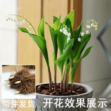 春速 精选优质铃兰带芽 6棵+肥料