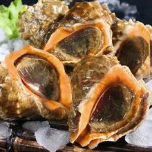 大海螺 鲜活 一斤7-9个
