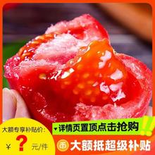 西红柿新鲜现摘高原露天沙瓤多汁自然熟番茄可生吃正宗当季粉果