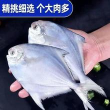 舟山特级野生大鲳鱼新鲜银鲳鱼鲜活冷冻大鲳鱼银鲳鱼海鱼白鲳鱼