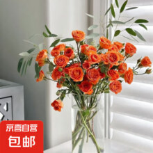 橙色芭比泡泡鲜切花 多头玫瑰-橙色芭比10枝