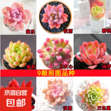 京喜自营 多肉植物 九颗不含盆土*2件 买一送一到手4件