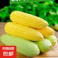 新鲜海南水果玉米现摘甜嫩爆浆 水果玉米1.2斤 含箱