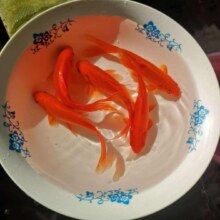 冷水观赏鱼草金鱼养不死耐活包邮包活宠物新手练手鱼 1-3厘米送小包鱼粮 混搭精品红草金8条+2条备损